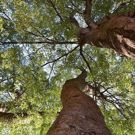 Monestir De Les Avellanes Ξενοδοχείο Os De Balaguer